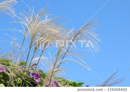 Blue sky and morning glory Blue sky and morning glory 139268408