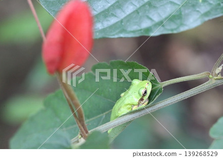 Passionflower buds and a tree frog: A natural scene, the discovery of a tiny frog. Passionflower buds and a tree frog: A natural scene, the discovery of a tiny frog. 139268529