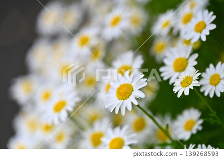 Daisy 139268593