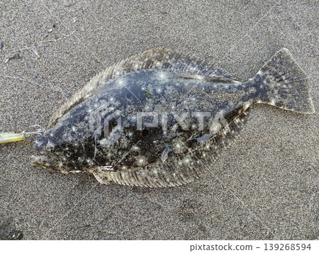 比目魚 比目魚 139268594
