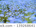 cute nemophila flower 139268641