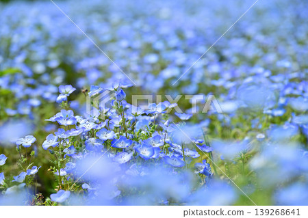 cute nemophila flower cute nemophila flower 139268641