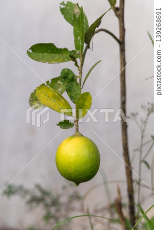 Green lemon fruit hanging on a branch with leaves damaged by insect pests Green lemon fruit hanging on a branch with leaves damaged by insect pests 139268691