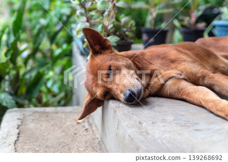 Domestic dog resting on gray concrete stairs of a house terrace on a sunny day Domestic dog resting on gray concrete stairs of a house terrace on a sunny day 139268692
