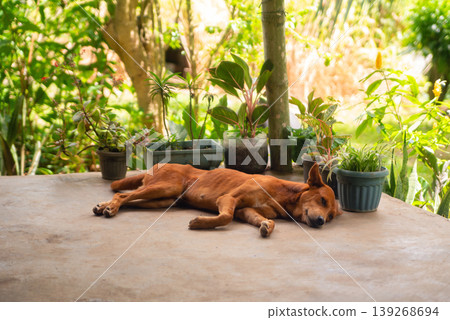 dog resting on a terrace floor next to potted flowers and tropical plants 139268694