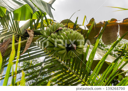 Close up bunch of green unripe bananas growing on a banana tree in a plantation Close up bunch of green unripe bananas growing on a banana tree in a plantation 139268700