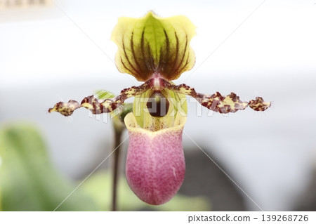 Paphiopedilum chamberainianum flower close-up, wild orchid, botanical material. Paphiopedilum chamberainianum flower close-up, wild orchid, botanical material. 139268726
