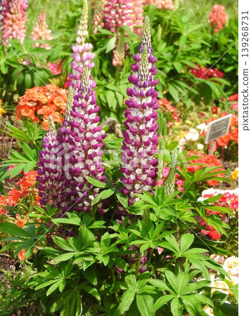 Lupine flowers that bloom in a tower shape Lupine flowers that bloom in a tower shape 139268731