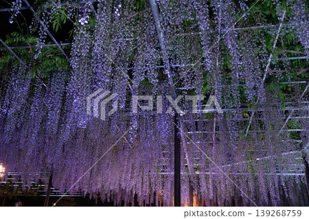 Okazaki Castle: Light-up and night view during the 50,000-koku Wisteria Festival 139268759