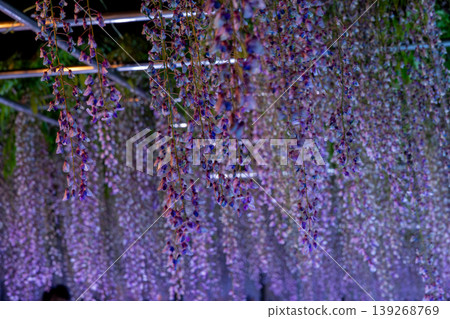 Okazaki Castle: Light-up and night view during the 50,000-koku Wisteria Festival Okazaki Castle: Light-up and night view during the 50,000-koku Wisteria Festival 139268769