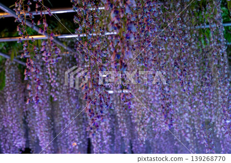 Okazaki Castle: Light-up and night view during the 50,000-koku Wisteria Festival Okazaki Castle: Light-up and night view during the 50,000-koku Wisteria Festival 139268770