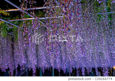 Okazaki Castle: Light-up and night view during the 50,000-koku Wisteria Festival Okazaki Castle: Light-up and night view during the 50,000-koku Wisteria Festival 139268774