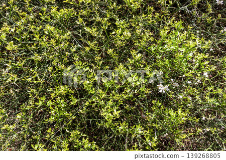 Although it is a citrus fruit, the trifoliate orange (Poncirus trifoliata) is characterized by its compound leaves and is used for hedges. Although it is a citrus fruit, the trifoliate orange (Poncirus trifoliata) is characterized by its compound leaves and is used for hedges. 139268805