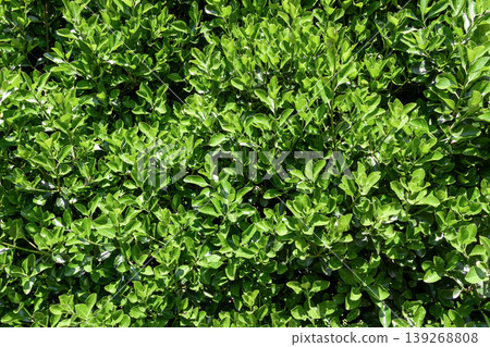 The leaves of Euonymus japonicus (Celastraceae family) are thick, leathery, and have a strong sheen. The leaves of Euonymus japonicus (Celastraceae family) are thick, leathery, and have a strong sheen. 139268808