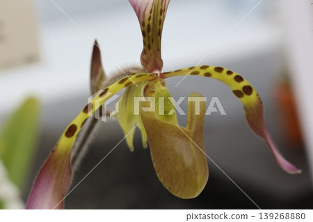 Paphiopedilum hynaldianum flower close-up, wild orchid, botanical material. 139268880