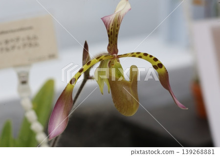 兜蘭（Paphiopedilum hynaldianum）花朵特寫，野生蘭花，植物材料。 139268881
