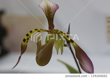 Paphiopedilum hynaldianum flower close-up, wild orchid, botanical material. Paphiopedilum hynaldianum flower close-up, wild orchid, botanical material. 139268882