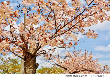 Double-flowered cherry blossoms in full bloom against a blue sky Double-flowered cherry blossoms in full bloom against a blue sky 139268902