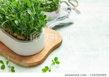 Fresh pea shoots microgreens growing in planter 139268966