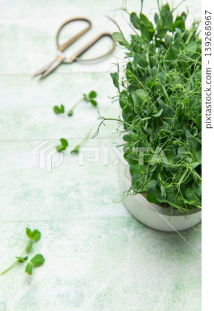 Harvesting fresh microgreens pea shoots with scissors Harvesting fresh microgreens pea shoots with scissors 139268967