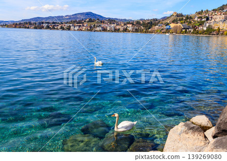 Pair of swans swimming on Lake Geneva in Montreux, Switzerland 139269080
