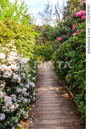 Path between beautiful blooming rhododendrons and camellia trees in botanical garden at spring Path between beautiful blooming rhododendrons and camellia trees in botanical garden at spring 139269092