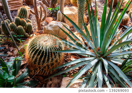 Variety of beautiful desert cactus landscaping in greenhouse of botanical garden Variety of beautiful desert cactus landscaping in greenhouse of botanical garden 139269093