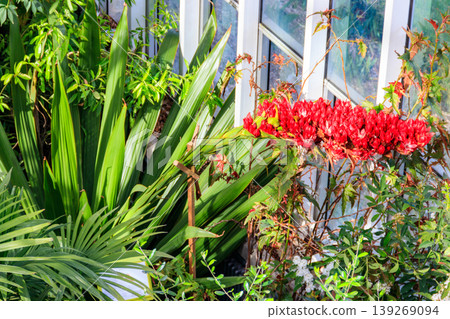 Beautiful blooming giant spear lily (Doryanthes palmeri) in greenhouse Beautiful blooming giant spear lily (Doryanthes palmeri) in greenhouse 139269094