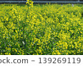 The scenery of the rapeseed fields in spring is from Akebonoyama Agricultural Park. 139269119
