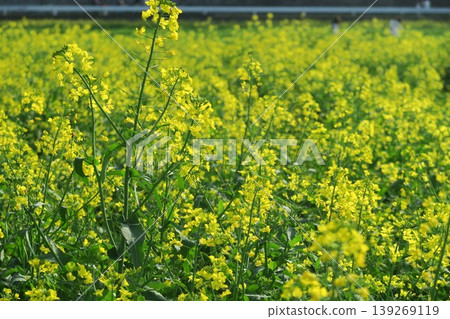 The scenery of the rapeseed fields in spring is from Akebonoyama Agricultural Park. The scenery of the rapeseed fields in spring is from Akebonoyama Agricultural Park. 139269119