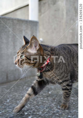 A cat staring at you 139269120