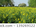 A landscape with a field of rapeseed flowers, photographed at Akebonoyama Agricultural Park. 139269122