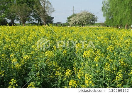 A landscape with a field of rapeseed flowers, photographed at Akebonoyama Agricultural Park. 139269122