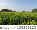Enjoy the rapeseed fields and blue sky at Akebonoyama Agricultural Park. 139269123