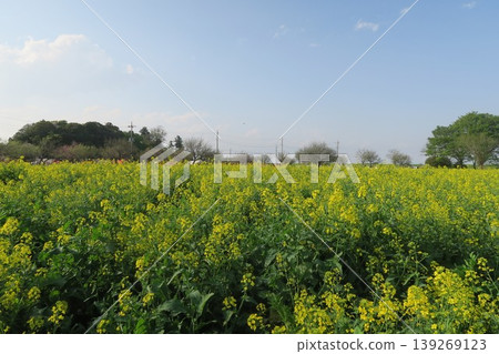 Enjoy the rapeseed fields and blue sky at Akebonoyama Agricultural Park. 139269123