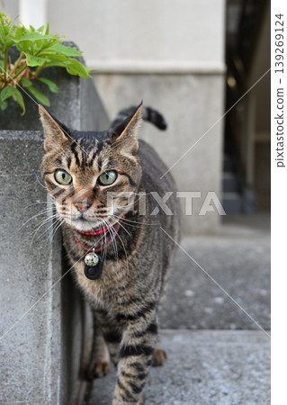 A cat sticking its tongue out and staring directly at the camera. A cat sticking its tongue out and staring directly at the camera. 139269124