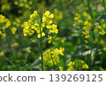 The rape blossoms blooming at Akebonoyama Agricultural Park were unexpected. 139269125