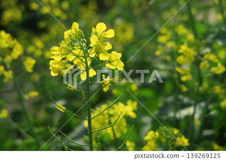 The rape blossoms blooming at Akebonoyama Agricultural Park were unexpected. 139269125