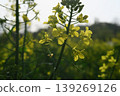 I was soothed by the shadows of the yellow flowers at Akebonoyama Agricultural Park. 139269126