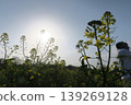A person looking up at the sun and rapeseed flowers 139269128