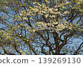 I spotted some beautiful mountain cherry blossoms against a clear blue sky in front of Abiko Station. 139269130