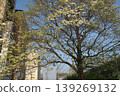 I got off the bus at Abiko Station, greeted by flowers. 139269132