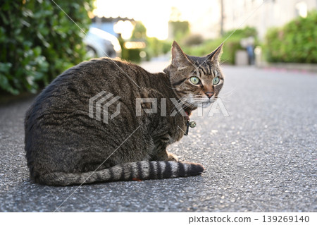 Cat looking back 139269140
