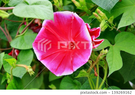 Morning glories blooming in Tatebayashi, a town of rural marshes... Morning glories blooming in Tatebayashi, a town of rural marshes... 139269162