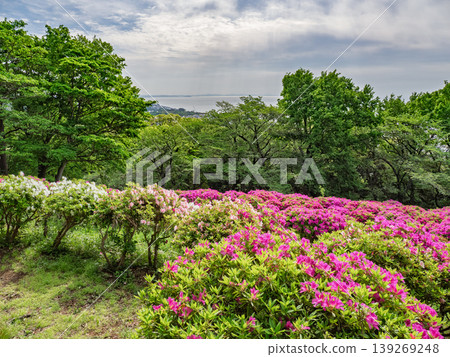 從東山公園（神奈川縣二宮町）看到的杜鵑花叢和翠綠的景色 139269248