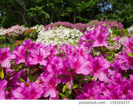 自然公園裡,春意盎然,各種顏色的杜鵑花競賽綻放。 自然公園裡,春意盎然,各種顏色的杜鵑花競賽綻放。 139269257