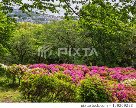 春天,從東山公園的山頂上可以看到一片杜鵑花。 春天,從東山公園的山頂上可以看到一片杜鵑花。 139269258
