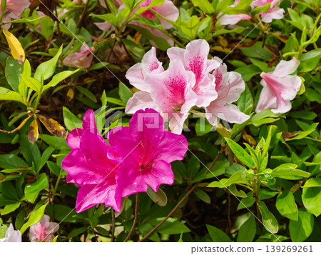 A spring scene with azaleas of different colors in bloom. A spring scene with azaleas of different colors in bloom. 139269261