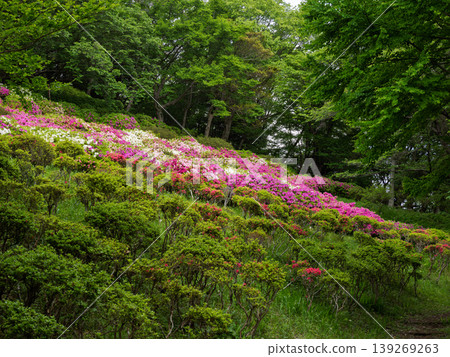 Azalea blossoms spread across the entire hillside – a beautiful spring scene. 139269263