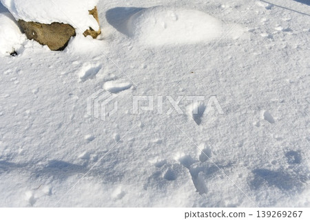 雪地上的腳印(背景素材) 雪地上的腳印(背景素材) 139269267